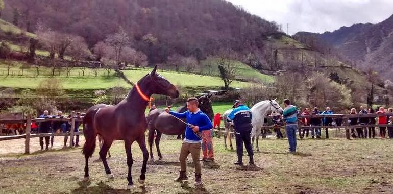 56 ejemplares exhibidos en el concurso comarcal de caballo de silla de Aller