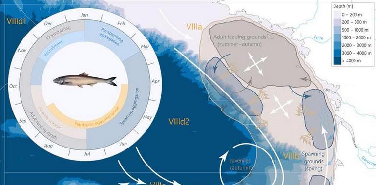 #Uniovi desarrolla un modelo para predecir la evolución de bocarte, sardina y arenque