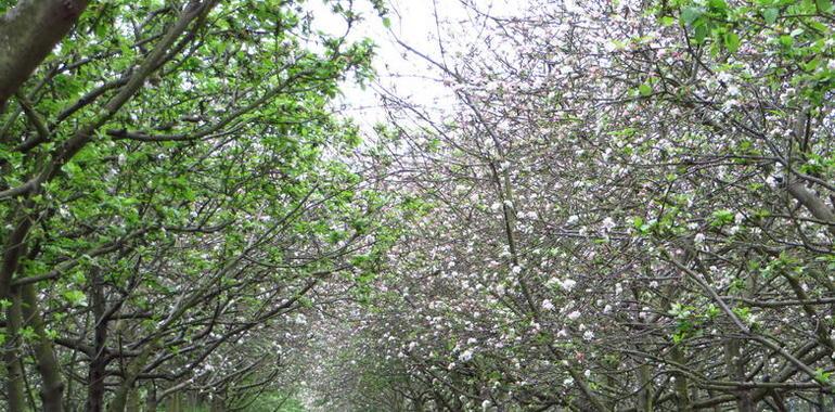 El Principado subvencionará la plantación de manzanos y pequeños frutos