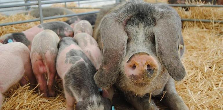 El Concursu Nacional de Gochu Asturcelta resiste en Agrosiero