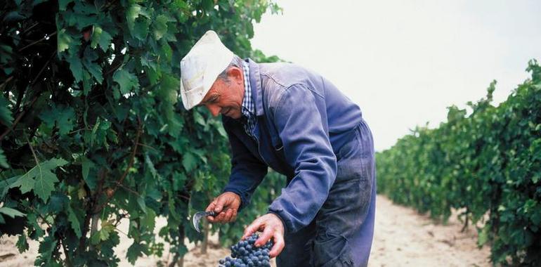 La cosecha de Rioja 2016, excepcional en cantidad y calidad