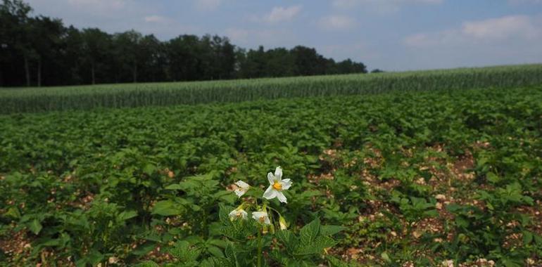 La polilla guatemalteca infecta ya las patatas de 7 concejos de Asturias