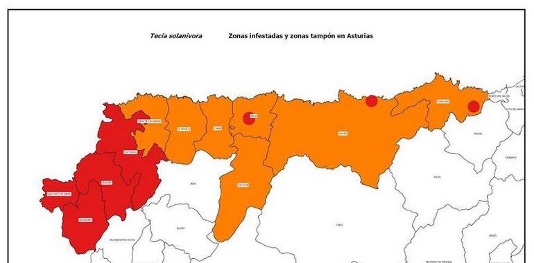 La polilla guatemalteca limita plantíos de patata en Asturias