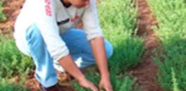 Impulsan la exportación de plantas medicinales en Edomex