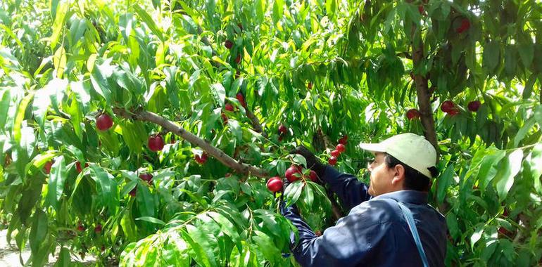 UPA culpa a la especulación de los bajos precios de la fruta y urge mecanismos de crisis