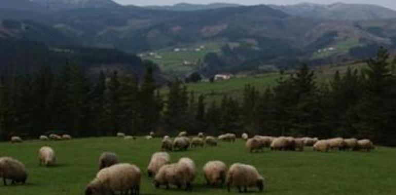 Foro reclama el pago íntegro de los daños por animales al ganado