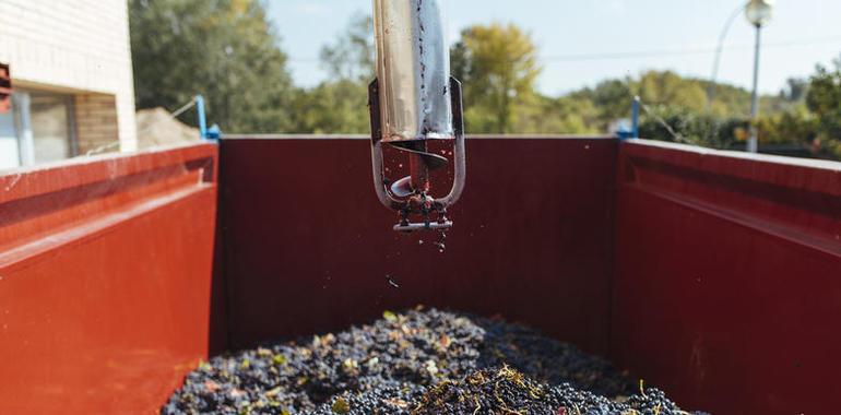 La cosecha más temprana de Rioja, escasa y de gran calidad 