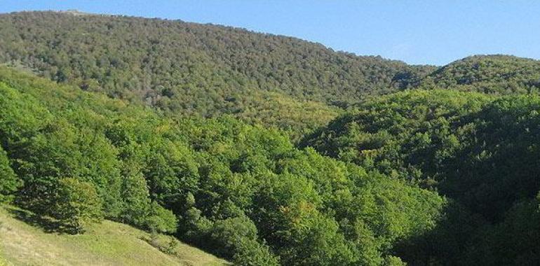 FORO reclama una Ley de Silvicultura para Asturias