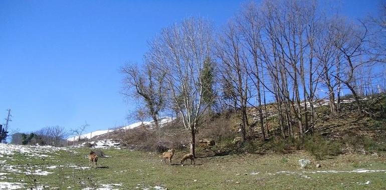 Parque de la Prehistoria de Teverga incorpora seis ejemplares de ciervu y venáu